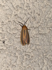 Hypoprepia fucosa