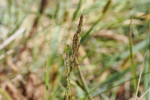 Coleataenia rigidula observed 2026-10-02