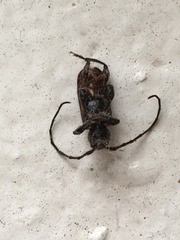 Callidiellum rufipenne