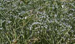 Limonium lobatum