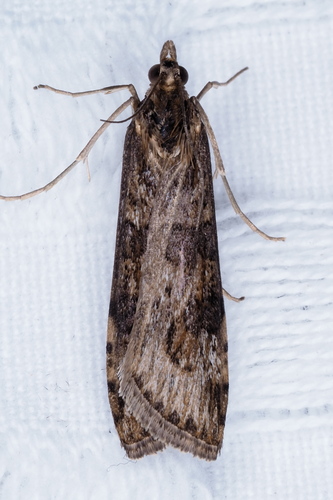 Lucerne Moth