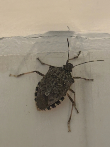 Brown Marmorated Stink Bug