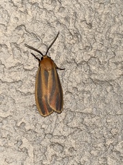 Hypoprepia fucosa