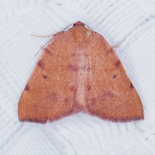 Drepanulatrix carnearia