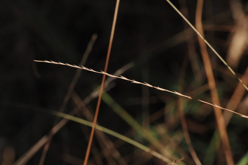 Gymnopogon brevifolius, 2026-10-02