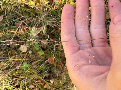 Poa palustris, 2026-10-05