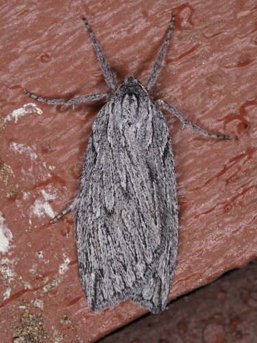 Parexcelsa ultraria