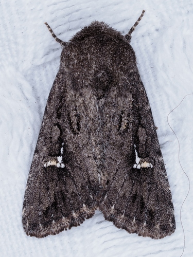 Tricholita chipeta
