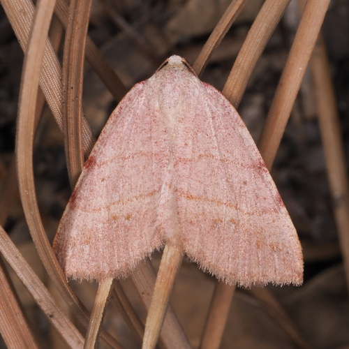 Drepanulatrix bifilata