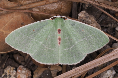 Columbian Emerald