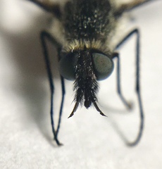 Aldrichia ehrmanii
