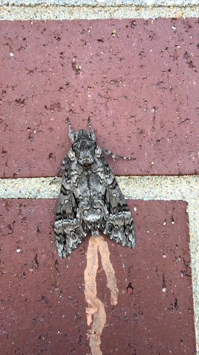 Pink-spotted Hawkmoth