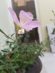 Oenothera speciosa