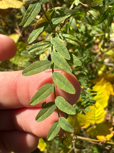 Vicia americana observed 2026-10-05