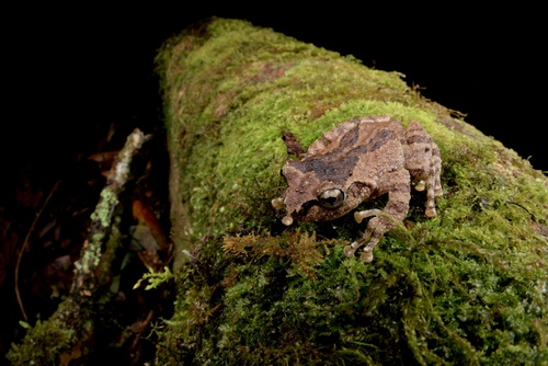 Yunnan Bushfrog