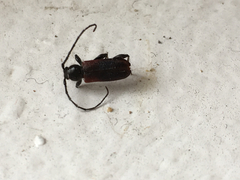 Callidiellum rufipenne