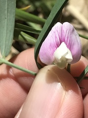 Lathyrus arizonicus