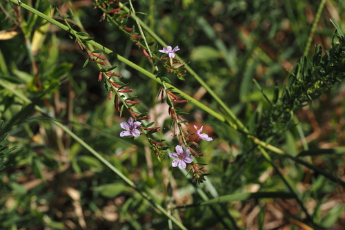 Lythrum alatum observed 2026-10-02