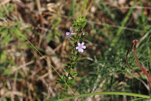 Lythrum alatum observed 2026-10-02