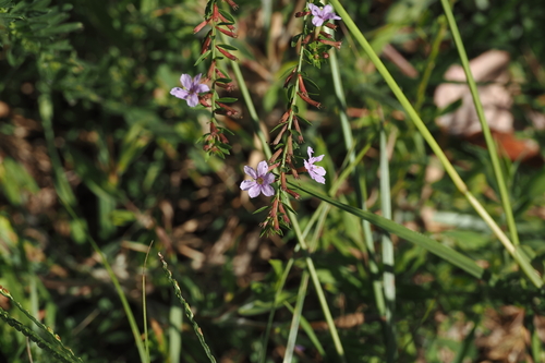 Lythrum alatum observed 2026-10-02