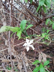 Tabernaemontana amygdalifolia
