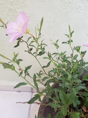 Oenothera speciosa