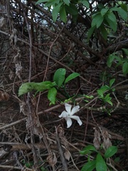 Tabernaemontana amygdalifolia