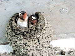 Petrochelidon pyrrhonota