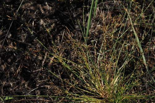 Fimbristylis autumnalis observed 2026-10-02