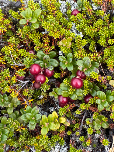 Lingonberry