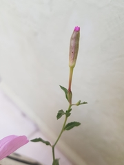 Oenothera speciosa