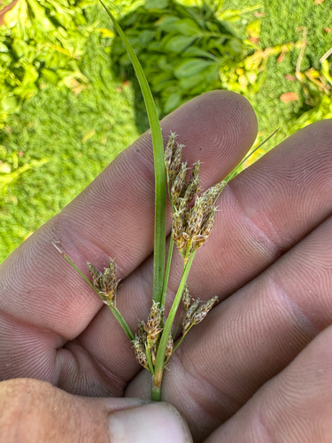 Fimbristylis dichotoma observed 2026-10-05
