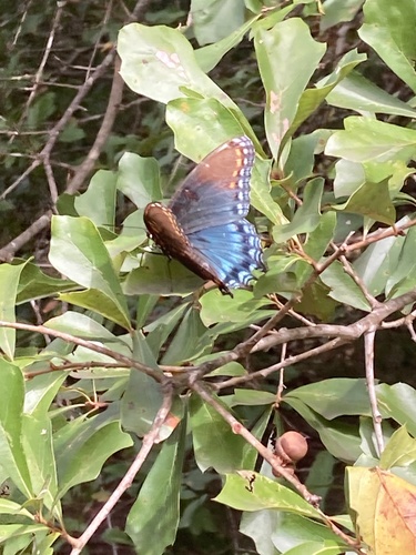 Red-spotted Purple