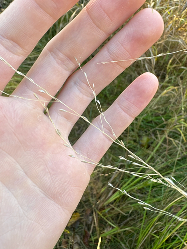 Glyceria grandis, 2026-10-05