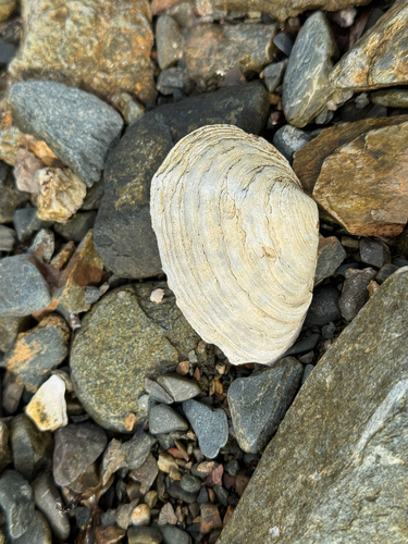 Soft-shelled Clam