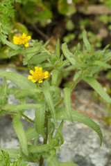 Layia hieracioides