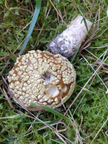 Royal fly agaric