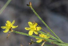 Tricoryne muricata
