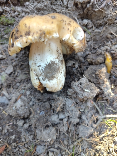 Russula mustelina