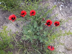 Papaver arenarium
