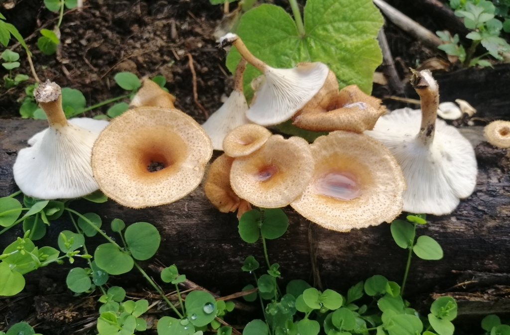 Panus strigellus · May 2020 · photo: © heimatlos (iNaturalist, cc0)