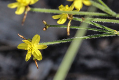 Tricoryne muricata