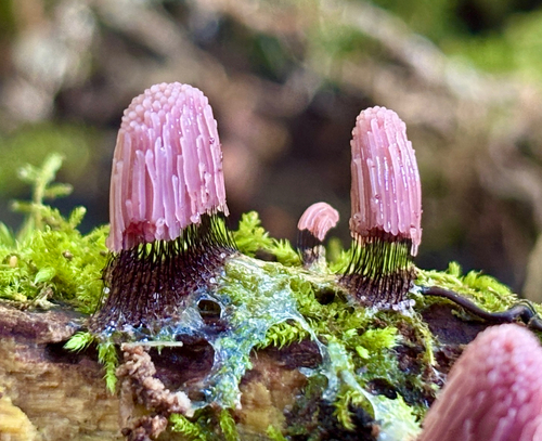 Stemonitis fusca observed 2026-10-04