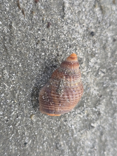 Nassarius fossatus, 2026-10-05