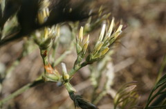 Goniolimon tauricum