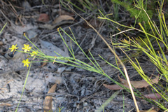 Tricoryne muricata