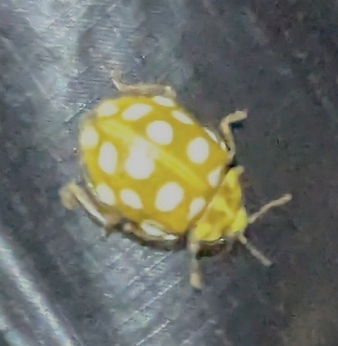 Orange Ladybird