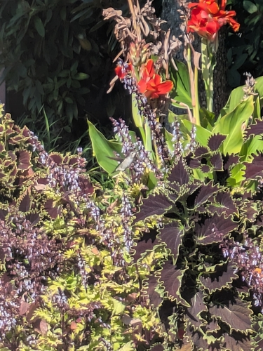 Anna's Hummingbird
