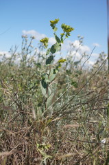 Bupleurum rotundifolium