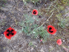 Papaver arenarium
